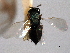  ( - CNCHYM 012294)  @11 [ ] CreativeCommons - Attribution (2012) CNC/CBG Photography Group Centre for Biodiversity Genomics