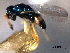  ( - CNCHYM 012295)  @11 [ ] CreativeCommons - Attribution (2012) CNC/CBG Photography Group Centre for Biodiversity Genomics