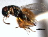  ( - CNCHYM 012296)  @11 [ ] CreativeCommons - Attribution (2012) CNC/CBG Photography Group Centre for Biodiversity Genomics