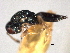  (Mesopolobus longicaudae - CNCHYM 012306)  @11 [ ] CreativeCommons - Attribution (2012) CNC/CBG Photography Group Centre for Biodiversity Genomics