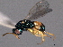  ( - CNCHYM 012318)  @11 [ ] CreativeCommons - Attribution (2012) CNC/CBG Photography Group Centre for Biodiversity Genomics