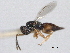  ( - CNCHYM 016662)  @11 [ ] CreativeCommons - Attribution (2012) CNC/CBG Photography Group Centre for Biodiversity Genomics