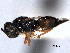  ( - CNCHYM 016663)  @11 [ ] CreativeCommons - Attribution (2012) CNC/CBG Photography Group Centre for Biodiversity Genomics