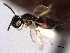  ( - CNCHYM 016665)  @11 [ ] CreativeCommons - Attribution (2012) CNC/CBG Photography Group Centre for Biodiversity Genomics