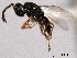  ( - CNCHYM 016667)  @11 [ ] CreativeCommons - Attribution (2012) CNC/CBG Photography Group Centre for Biodiversity Genomics