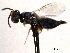  ( - CNCHYM 016668)  @11 [ ] CreativeCommons - Attribution (2012) CNC/CBG Photography Group Centre for Biodiversity Genomics