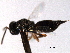  ( - CNCHYM 016669)  @11 [ ] CreativeCommons - Attribution (2012) CNC/CBG Photography Group Centre for Biodiversity Genomics