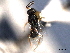  ( - CNCHYM 016671)  @11 [ ] CreativeCommons - Attribution (2012) CNC/CBG Photography Group Centre for Biodiversity Genomics
