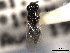  (Nasonia giraulti - CNCHYM 016672)  @11 [ ] CreativeCommons - Attribution (2012) CNC/CBG Photography Group Centre for Biodiversity Genomics
