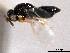  (Nasonia longicornis - CNCHYM 016677)  @11 [ ] CreativeCommons - Attribution (2012) CNC/CBG Photography Group Centre for Biodiversity Genomics