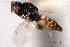  ( - CNCHYM 016684)  @11 [ ] CreativeCommons - Attribution (2012) CNC/CBG Photography Group Centre for Biodiversity Genomics