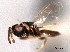  ( - CNCHYM 016685)  @11 [ ] CreativeCommons - Attribution (2012) CNC/CBG Photography Group Centre for Biodiversity Genomics