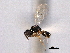  ( - CNCHYM 016693)  @11 [ ] CreativeCommons - Attribution (2012) CNC/CBG Photography Group Centre for Biodiversity Genomics
