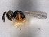  (Notoglyptus luteicrus - CNCHYM 016694)  @11 [ ] CreativeCommons - Attribution (2012) CNC/CBG Photography Group Centre for Biodiversity Genomics
