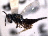  ( - CNCHYM 016704)  @11 [ ] CreativeCommons - Attribution (2012) CNC/CBG Photography Group Centre for Biodiversity Genomics