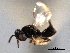  ( - CNCHYM 016711)  @11 [ ] CreativeCommons - Attribution (2012) CNC/CBG Photography Group Centre for Biodiversity Genomics
