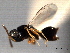  ( - CNCHYM 016712)  @11 [ ] CreativeCommons - Attribution (2012) CNC/CBG Photography Group Centre for Biodiversity Genomics