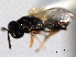  ( - CNCHYM 016713)  @11 [ ] CreativeCommons - Attribution (2012) CNC/CBG Photography Group Centre for Biodiversity Genomics