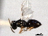  ( - CNCHYM 016715)  @11 [ ] CreativeCommons - Attribution (2012) CNC/CBG Photography Group Centre for Biodiversity Genomics
