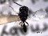  ( - CNCHYM 016718)  @11 [ ] CreativeCommons - Attribution (2012) CNC/CBG Photography Group Centre for Biodiversity Genomics