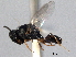  ( - CNCHYM 016720)  @11 [ ] CreativeCommons - Attribution (2012) CNC/CBG Photography Group Centre for Biodiversity Genomics