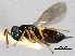  ( - CNCHYM 016724)  @11 [ ] CreativeCommons - Attribution (2012) CNC/CBG Photography Group Centre for Biodiversity Genomics