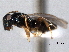  ( - CNCHYM 016732)  @11 [ ] CreativeCommons - Attribution (2012) CNC/CBG Photography Group Centre for Biodiversity Genomics