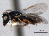  ( - CNCHYM 016733)  @11 [ ] CreativeCommons - Attribution (2012) CNC/CBG Photography Group Centre for Biodiversity Genomics
