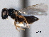  ( - CNCHYM 016734)  @11 [ ] CreativeCommons - Attribution (2012) CNC/CBG Photography Group Centre for Biodiversity Genomics