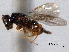  ( - CNCHYM 016735)  @11 [ ] CreativeCommons - Attribution (2012) CNC/CBG Photography Group Centre for Biodiversity Genomics