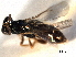  ( - CNCHYM 016737)  @11 [ ] CreativeCommons - Attribution (2012) CNC/CBG Photography Group Centre for Biodiversity Genomics