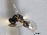  (Polstonia - CNCHYM 016743)  @11 [ ] CreativeCommons - Attribution (2012) CNC/CBG Photography Group Centre for Biodiversity Genomics