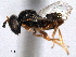  ( - CNCHYM 016754)  @11 [ ] CreativeCommons - Attribution (2012) CNC/CBG Photography Group Centre for Biodiversity Genomics