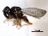  (Psilocera rufipes - CNCHYM 016755)  @11 [ ] CreativeCommons - Attribution (2012) CNC/CBG Photography Group Centre for Biodiversity Genomics
