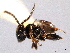  ( - CNCHYM 016758)  @11 [ ] CreativeCommons - Attribution (2012) CNC/CBG Photography Group Centre for Biodiversity Genomics