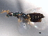  (Psilocera achaeus - CNCHYM 016761)  @11 [ ] CreativeCommons - Attribution (2012) CNC/CBG Photography Group Centre for Biodiversity Genomics