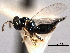  ( - CNCHYM 016779)  @11 [ ] CreativeCommons - Attribution (2012) CNC/CBG Photography Group Centre for Biodiversity Genomics