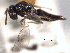  ( - CNCHYM 016780)  @11 [ ] CreativeCommons - Attribution (2012) CNC/CBG Photography Group Centre for Biodiversity Genomics