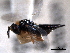  ( - CNCHYM 016781)  @11 [ ] CreativeCommons - Attribution (2012) CNC/CBG Photography Group Centre for Biodiversity Genomics