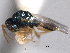  ( - CNCHYM 016782)  @11 [ ] CreativeCommons - Attribution (2012) CNC/CBG Photography Group Centre for Biodiversity Genomics