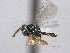  ( - CNCHYM 016783)  @11 [ ] CreativeCommons - Attribution (2012) CNC/CBG Photography Group Centre for Biodiversity Genomics