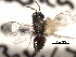  (Pteromalus bedegauris - CNCHYM 016784)  @11 [ ] CreativeCommons - Attribution (2012) CNC/CBG Photography Group Centre for Biodiversity Genomics