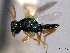  (Pteromalus cassotis - CNCHYM 016785)  @11 [ ] CreativeCommons - Attribution (2012) CNC/CBG Photography Group Centre for Biodiversity Genomics