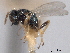  (Pteromalus cerealellae - CNCHYM 016786)  @11 [ ] CreativeCommons - Attribution (2012) CNC/CBG Photography Group Centre for Biodiversity Genomics