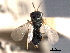  (Pteromalus coeruleiventris - CNCHYM 016792)  @11 [ ] CreativeCommons - Attribution (2012) CNC/CBG Photography Group Centre for Biodiversity Genomics