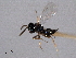  ( - CNCHYM 016793)  @11 [ ] CreativeCommons - Attribution (2012) CNC/CBG Photography Group Centre for Biodiversity Genomics