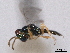  ( - CNCHYM 016794)  @11 [ ] CreativeCommons - Attribution (2012) CNC/CBG Photography Group Centre for Biodiversity Genomics