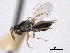  ( - CNCHYM 016795)  @11 [ ] CreativeCommons - Attribution (2012) CNC/CBG Photography Group Centre for Biodiversity Genomics