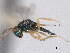  ( - CNCHYM 016796)  @11 [ ] CreativeCommons - Attribution (2012) CNC/CBG Photography Group Centre for Biodiversity Genomics
