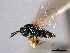  ( - CNCHYM 016797)  @11 [ ] CreativeCommons - Attribution (2012) CNC/CBG Photography Group Centre for Biodiversity Genomics